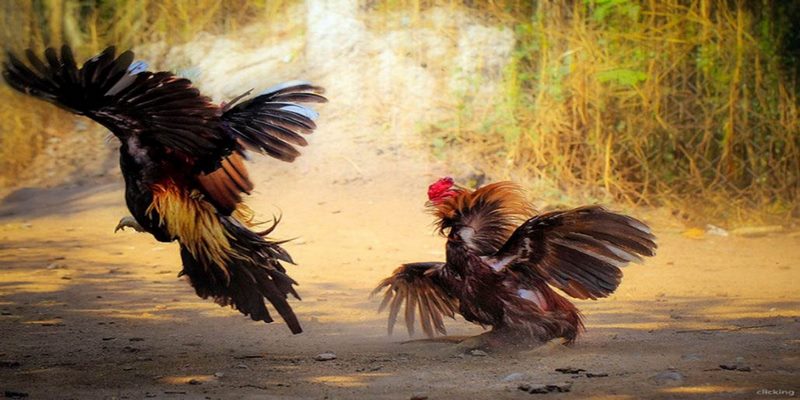 Đá gà cựa sắt luôn là loại hình được ưu tiên lựa chọn của đông đảo cược thủ
